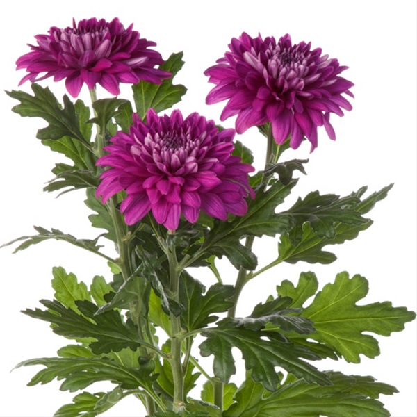 Chrys Disbud Desna Dark Disbuds/Mums Chrysanthemum Flowers by